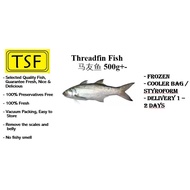 【WHOLE】Sekinchan Frozen Fresh Threadfin/Ikan Senangin 新鲜冷冻马友鱼 600gm - 800gm