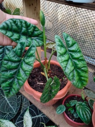 Alocasia Dragon Scale with FREE plastic pot, pebbles and garden soil - (Rare Indoor Plant and 3 Stocks Only)