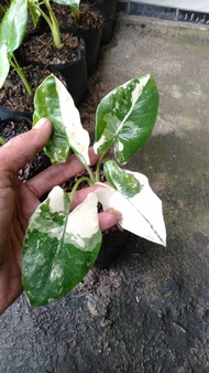 keladi varigata