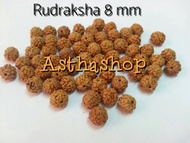 Biji Rudraksha (Jenitri) 8mm