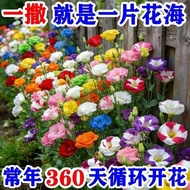 现货洋桔梗花种子包对版重瓣紫色七彩易种活室外适合春天盆栽阳台花卉Eustoma grandiflorum flower seed bag double purple colorful20260620