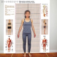 Wall Stickers Gym Posture Measurement Grid Paper Yoga Hall Private Education Body Fat Map
