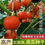 Red Honey Chestnut Scallop Pumpkin Seeds Red Chestnut Pumpkin Seeds Spring Autumn Sweet Waxy Four Se
