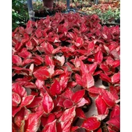 Aglaonema Red Anjamani/red Anjamani/aglonema Red/aglonema Merah