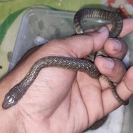 baby jali (ptyas mucosus)