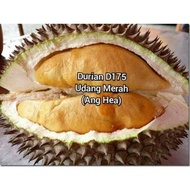 Pokok Durian Udang Merah D175
