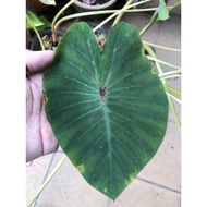 Colocasia Dark Widow