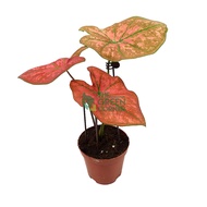 Caladium Thai Dynasty Pot 120mm