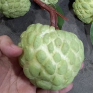 1 fake custard apple - fake fruit - TUYET XUAN SHOP