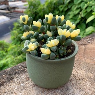 [Golden Begonia]Antlers Begonia Brocade Succulent Plant Cute Mini Indoor Desktop Green Plant Flower 
