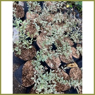 ♀ ❈ ✧ African Talisay Variegated small size only