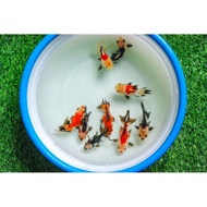 Ikan Mas Koki Panda 3Color size 7cm