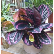 ♞,♘,♙,♟Calathea Dottie, Dottie Calathea