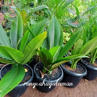 tanaman philodendron lynett/philo linet/plus pot