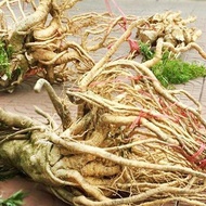 Polyscias fruticosa root 5kg (New peach order)