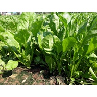 Hạt giống cải bó xôi chịu nhiệt 1kg