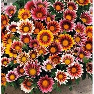 勋章菊种子 混色 家庭花卉种子 Gazania Flower Seeds Mixed Color