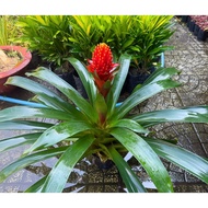 Pot of Maple Flower Plant (Height ~40 cm, decorative plant CNY)