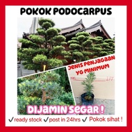 Rina • pokok podocarpus • macrophyllus bonsai Buddhist pine yew tree tanaman hidup luar rumah live p