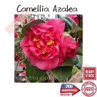 (GG real plant) camellia azalea  Pokok hidup hiasan rumah live outdoor plant tumbuhan kebun bunga fl
