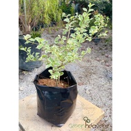 <Greenheavenz> Duranta Erecta 'Variegata' Golden Dew Drop Live Plant Pokok Hiasan