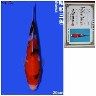 Showa Import Jepang 20cm Ikan Koi Import Serti ISA Farm Showa Impor