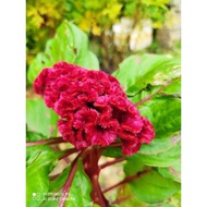Benih Pokok Balung Ayam (Merah)