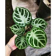 Tanaman Bunga Anturium Kuping Gajah Dorayaki crystallinum/dorayaki silver