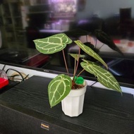 紅水晶花燭