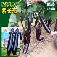 ⑧比茄子種子 種籽黑貴人紫紅長茄種籽陽盆栽蔬菜種子 種籽四季農家紫茄菜種子 種籽tqxy