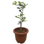 Citrus hystrix, Kaffir Lime, Thai Lime