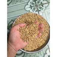 5kg of long grain rice for birds, chickens, ducks and livestock