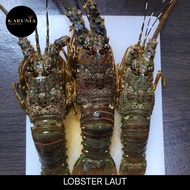 Lobster laut Lobster Fresh 1kg