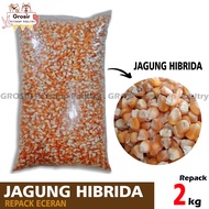 JAGUNG HIBRIDA 2 KG JAGUNG PAKAN AYAM PAKAN BURUNG DARA DAN MERPATI