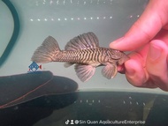 Pleco L56/Pleco/Freshwater 达摩异型/活鱼/异型鱼(Sin Quan Aquaculture Enterprise)