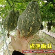 廣東省香芋南瓜種子 種籽種籽苗子高產四季板栗香甜秧農家板栗味小蔬菜