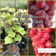 POKOK ANGGUR RED SHINE MUSCAT (RSM)