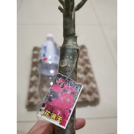 Adenium Live Plants /Kemboja Somalense Grafting