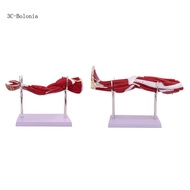 BO Human Limb Muscular Anatomy Model Upper and Lower Limb Anatomy Model Arm Leg Muscle Anatomy Model