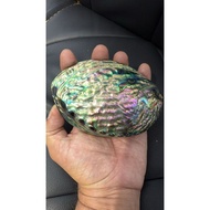 Abalone shell