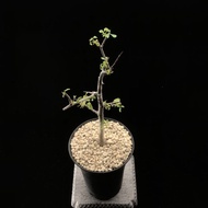 SG1858-未命名沒藥Commiphora sp ‘Vitengeni’🔥多肉植物小盆栽禮物🔥