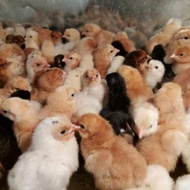 Doc KUB 2, Doc ayam kampung, doc kampung petelur, bibit ayam kampung,
