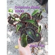 Colocasia Madeira Tropicool/Colocasia Lime Gecko/Colocasia Aloha/Keladi Black Beauty/Keladi White Queen/Syngonium Mojito