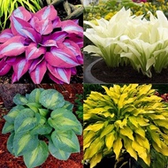 50pcs Hosta Begonia Seeds for Planting Garden Decoration Items Flower Plant Herb Seeds Plant Home Ga