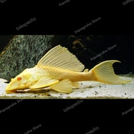 Ikan Pleco L083 Gibbiceps Sailfin Pleco Albino Tankmate