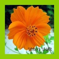 Flower Seeds (10pcs) / Flower Cosmos Orange (Cosmos Sulphureus) / 花 波斯菊 橙