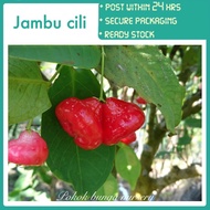 PBN - jambu cili - Pokok bunga nursery anak pokok water guava outdoor fruit sapling fruits garden buah buahan benih