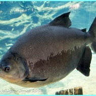 ikan black pacu predator ikan pacu hitam hias air tawar