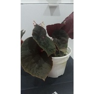 Pokok begonia tahan lasak