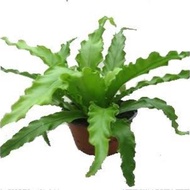 Tanaman Kadaka Osaka / Asplenium Osaka